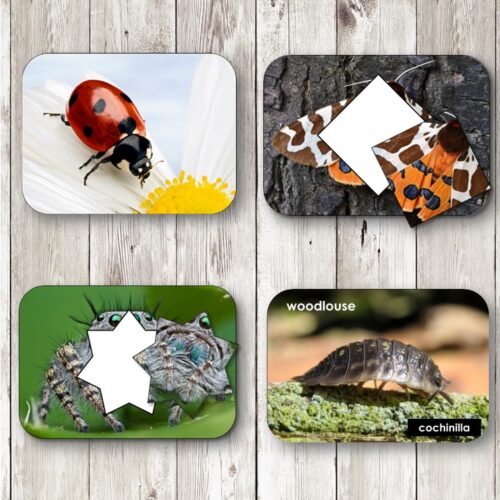 Bugs Insects and Minibeasts Toddler Picture Cards feature four cards a ladybug on a flower, a moth with a puzzle piece cutout, a spider with a puzzle cutout, and an English-Spanish labeled woodlouse—ideal for introducing insects to toddlers. Montessori Nature Printables