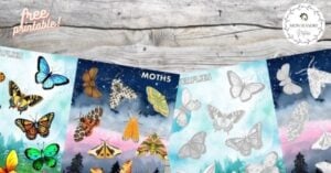 Moths, butterflies, moths, butterflies, butterflies, butterflies, butterflies, butterflies, butterflies, butterflies, butterflies, butterflies, butterflies,.