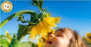 A child is smelling a sunflower in a field.