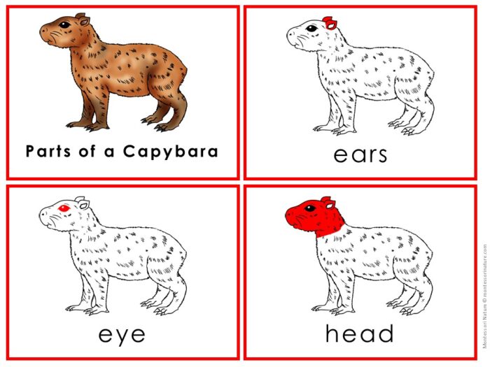 Four labeled images from "Parts of a Capybara Life Cycle Activities" show a capybara's body, with close-ups identifying the ears, eye, and head in red to highlight key capybara parts. Montessori Nature Printables