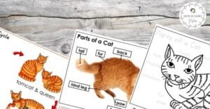 A set of worksheets with pictures of a cat.