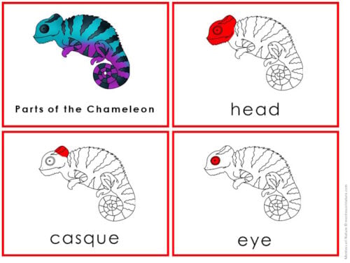 Parts of a Chameleon Types and Life Cycle - Image 2