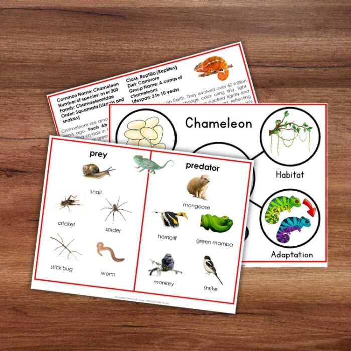 Parts of a Chameleon Types and Life Cycle