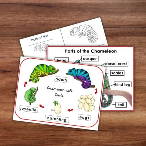 Parts of a Chameleon Types and Life Cycle - Image 4