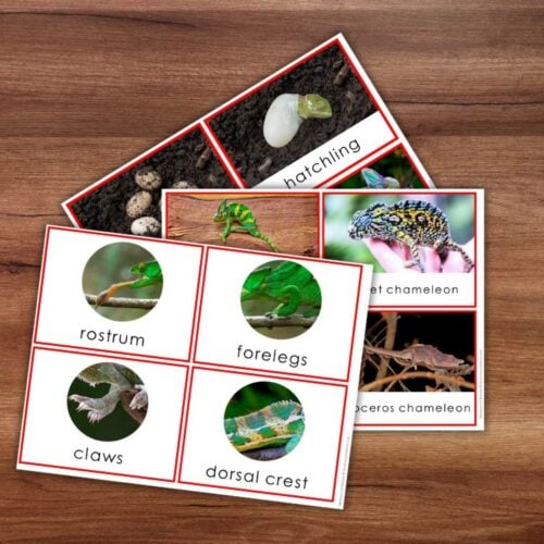 Parts of a Chameleon Types and Life Cycle - Image 5