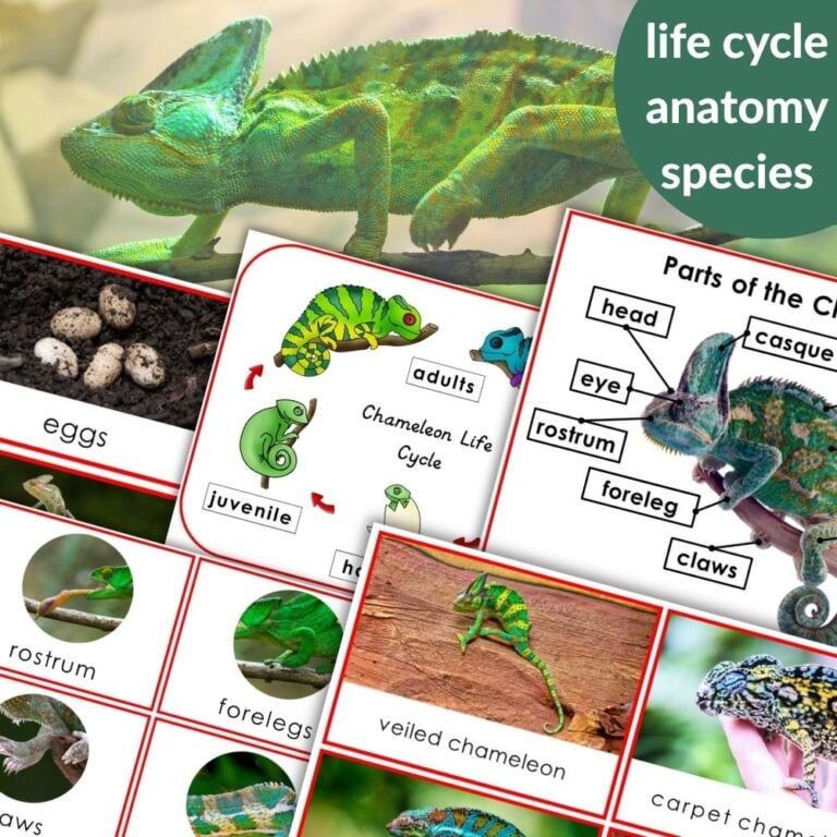 Crocodile Life Cycle and Parts of a Crocodile Activities - Montessori ...