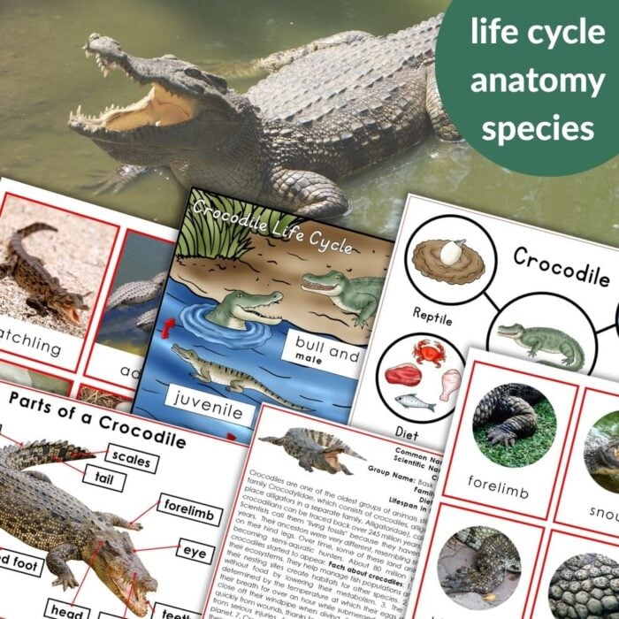 Parts of a Crocodile Life Cycle Activities features a crocodile in water with educational content on the life cycle, anatomy, diet, and speciesโincludes labeled diagrams, illustrations, and engaging activities. Montessori Nature Printables