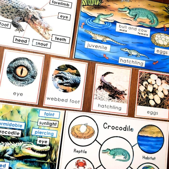 The Parts of Crocodile Life Cycle Types Nomenclature 3 Part Cards Facts set features labeled diagrams, vocabulary, images, and facts about the crocodile life cycle, body parts, eggs, young crocodiles, and their habitat. Montessori Nature Printables