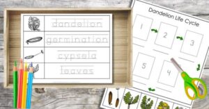 A wooden tray holds Dandelion life cycle worksheets, colored pencils, safety scissors, and cut-out images of dandelion growth stages—perfect for hands-on learning activities with free printable resources.