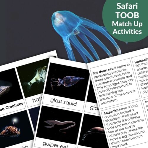 Deep Sea Animals: Safari TOOB Compatible 3 Part Cards & Facts includes activity sheets with images, facts about deep sea animals, and a jellyfish photo background—ideal for learning with 3 Part Cards. Montessori Nature Printables