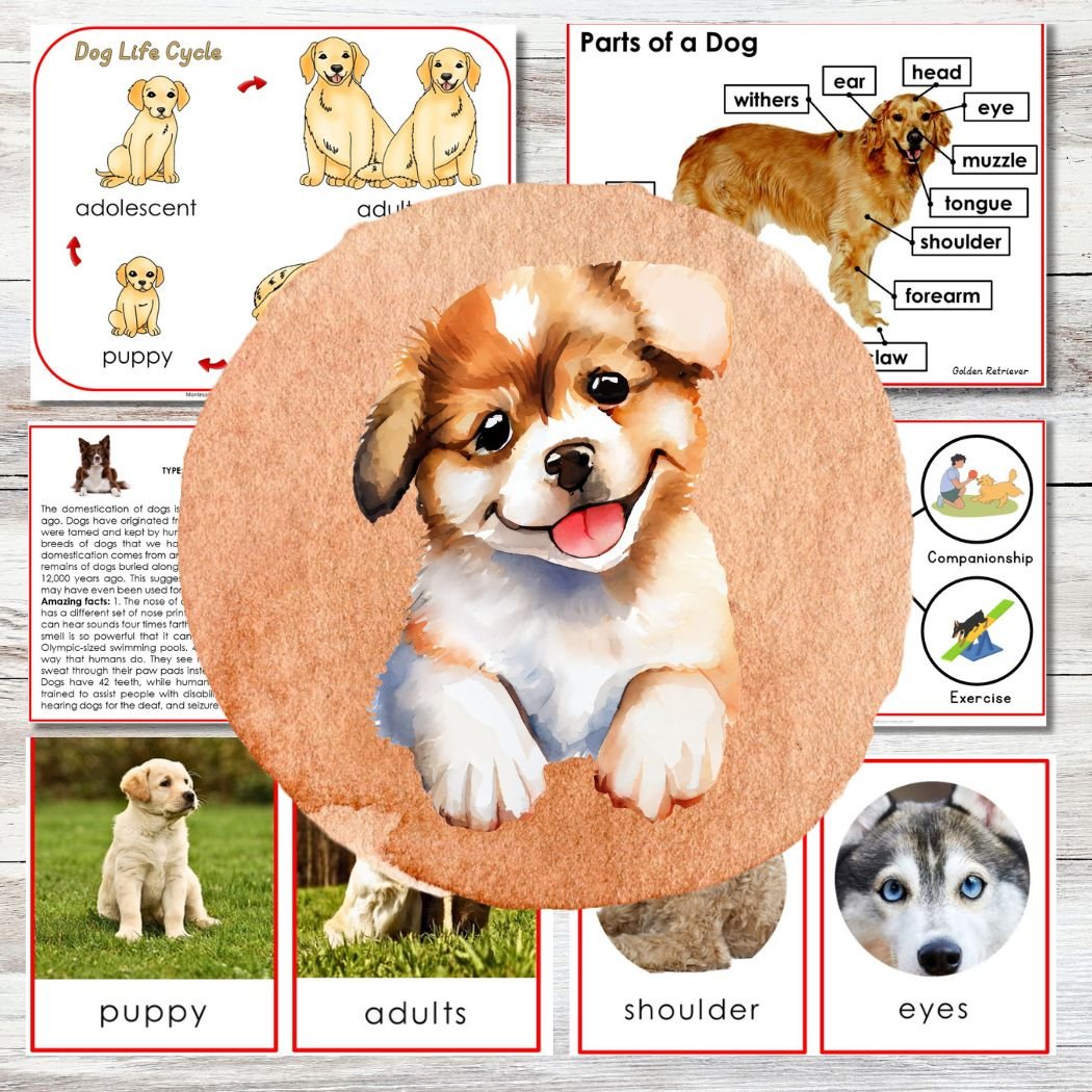 Parts of Dog Life Cycle Types Nomenclature 3 Part Cards Facts includes illustrated and real dog images, life cycle stages, anatomy labels (puppy, adult, shoulder, eyes), and 3 Part Cards for educational exploration.