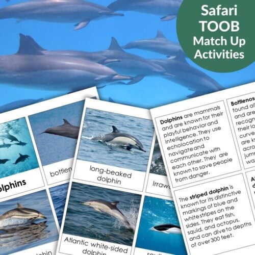 Dolphins: Safari TOOB Compatible 3 Part Cards & Facts—educational dolphin-themed cards with photos and facts, perfect for match-up activities, displayed on an underwater dolphins background. Montessori Nature Printables