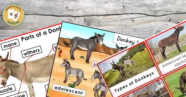 A collection of educational cards about donkeys, featuring labeled diagrams of donkey anatomy, types of donkeys, and the donkey life cycle, is displayed on a wooden surface—perfect for activities and printables. Montessori Nature Printables