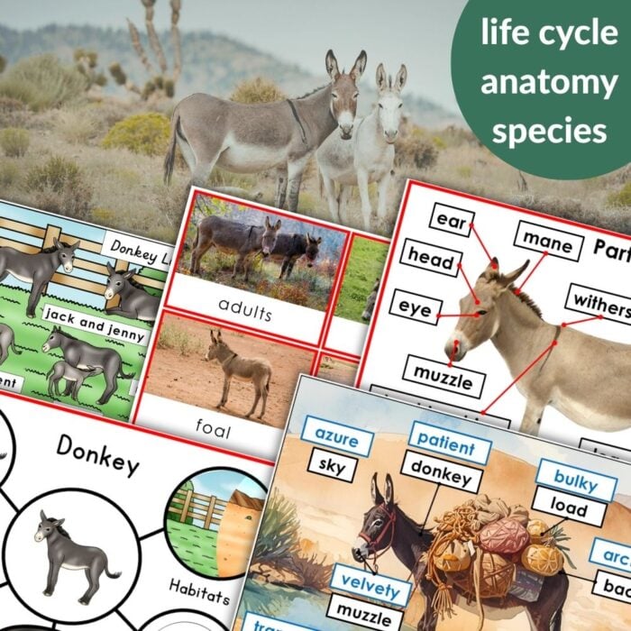 Parts of a Donkey Life Cycle Activities includes nature activity collages, labeled donkey diagrams, a life cycle chart, and donkey vocabulary cards. Montessori Nature Printables