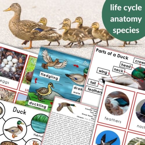 The Duck Life Cycle Parts of a Duck Activities set features a mother duck with ducklings on a path, plus educational cards with colorful illustrations and labeled diagrams teaching the life cycle, parts, and species of ducks. Montessori Nature Printables