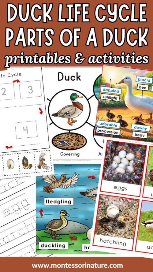 Duck Life Cycle and Parts of a Duck Printables and Activities ...