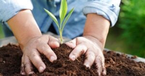 child with hands on dirt where a plant is growing
