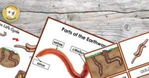 A set of cards showing different types of worms, including the Earthworm Life Cycle and Parts of an Earthworm.
