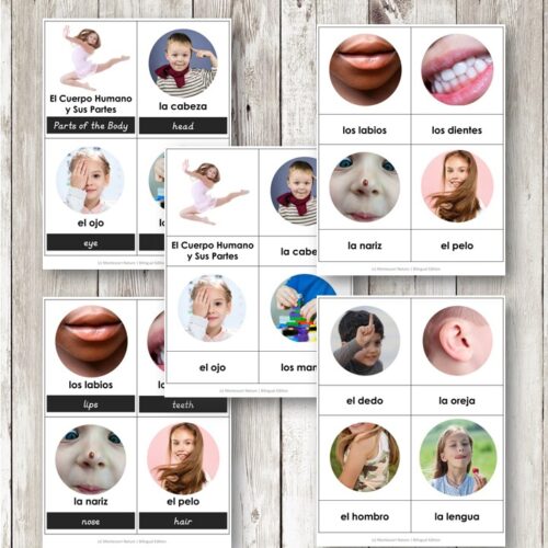 El Cuerpo Humano y Sus Partes Parts of the Body Spanish Bilingual 3 Part Cards feature labeled images of human body parts in Spanish and English, ideal for educational use. Montessori Nature Printables