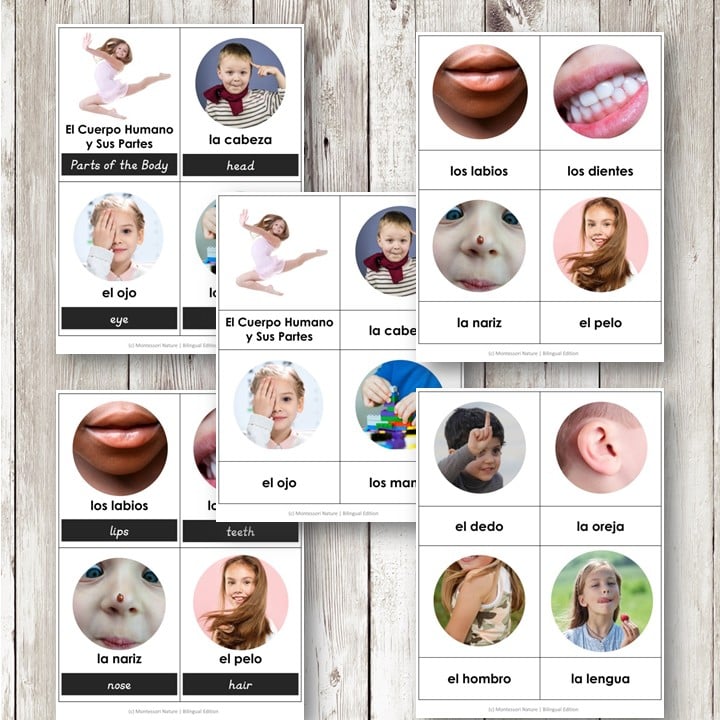 El Cuerpo Humano y Sus Partes Parts of the Body Spanish Bilingual 3 Part Cards feature labeled images of human body parts in Spanish and English, ideal for educational use. Montessori Nature Printables