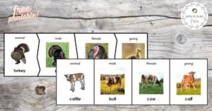A set of cards with pictures of cows and turkeys.