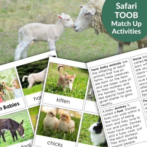 Farm Baby Animals: Safari TOOB Compatible 3 Part Cards & Facts features interactive match-up cards with images and facts about farm baby animals, such as sheep and lambs, ideal for engaging, hands-on learning. Montessori Nature Printables