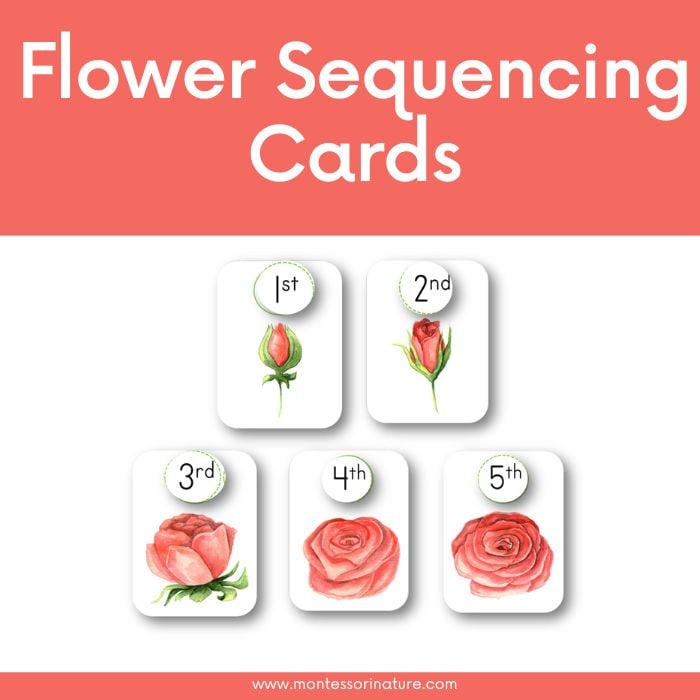 flower sequencing activity cards printable