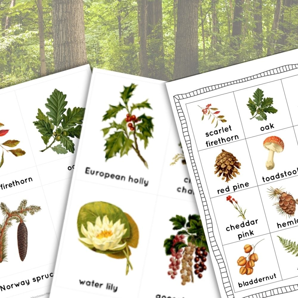 The "In the Forest: 3 Part Cards Nature Journal Forest Quest" includes three illustrated plant ID cards with images and names of trees, leaves, and plants, set against a vibrant forest background—ideal for nature journaling or outdoor quests. Montessori Nature Printables