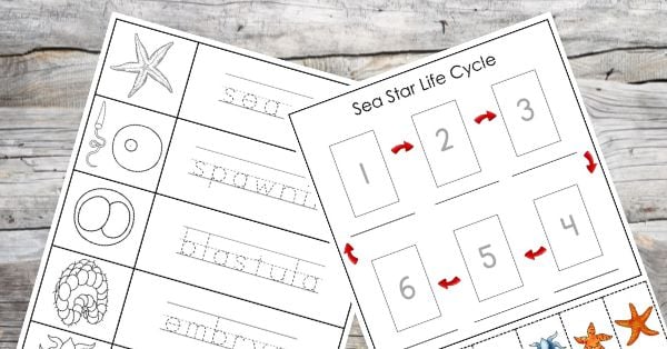 These Free Printable worksheets illustrate the Sea Star Life Cycle; one features tracing words and illustrations, while the other includes numbered sequence cards with matching images. Montessori Nature