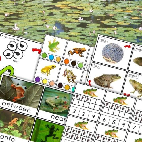 The Frog Early Learning Pack features worksheets showing the frog life cycle over a pond with lily pads and flowers—ideal for early learning and exploration. Montessori Nature Printables