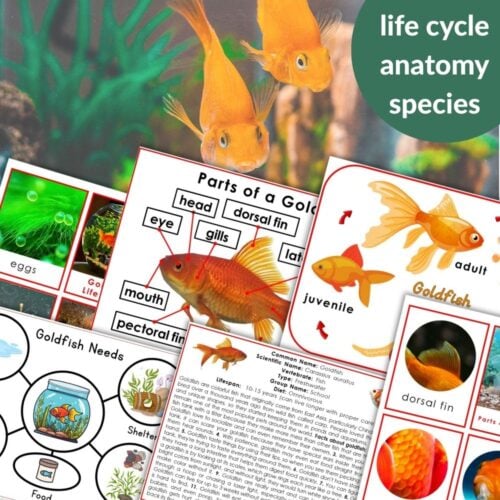 Goldfish Life Cycle Pet Needs Parts of a Goldfish features goldfish diagrams and charts showing the life cycle, anatomy, species facts, and care needs—overlaid on a photo of two live goldfish. Montessori Nature Printables