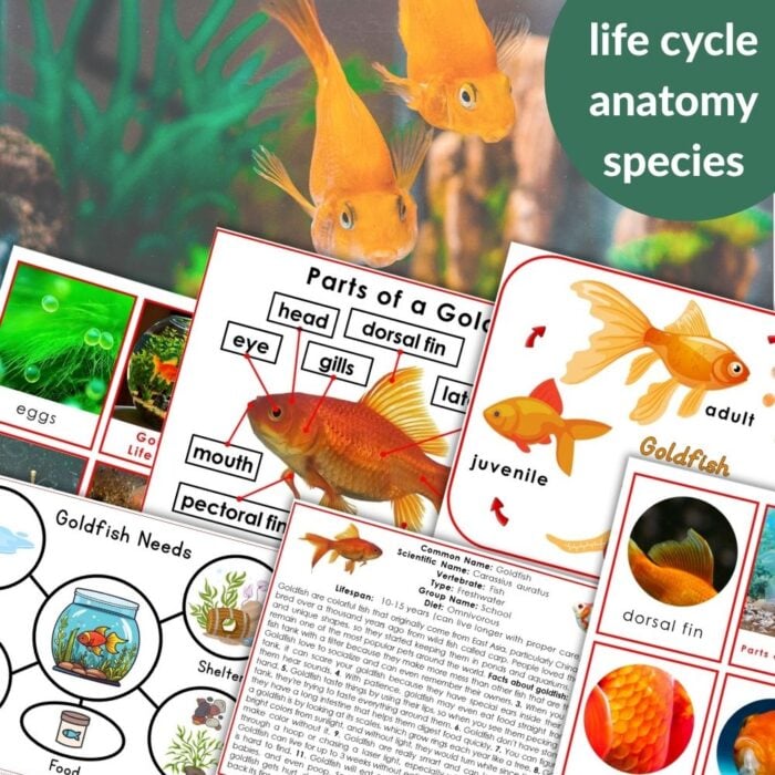 Goldfish Life Cycle Pet Needs Parts of a Goldfish features goldfish diagrams and charts showing the life cycle, anatomy, species facts, and care needs—overlaid on a photo of two live goldfish. Montessori Nature Printables