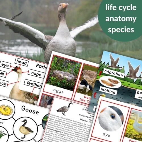 Goose Life Cycle Parts of a Goose Activities