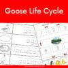 Free Printables - Goose Life Cycle - Montessori Nature