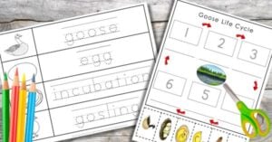 The Goose Life Cycle Parts of Types Characteristics Activities Learning Printable Montessori Nature (8) includes two activity sheets: one with traceable words, and another with a sequencing activity using images, numbers, and arrows.