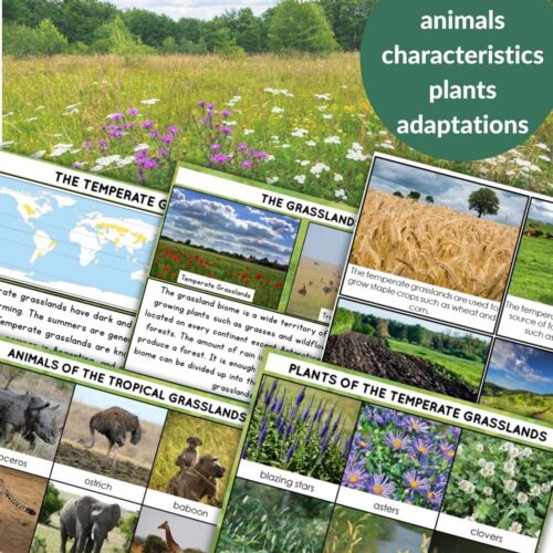 Discover the grasslands biome with this educational chart featuring maps, animal diets, and regions like the Pampas, Mongol Steppe, and Great Plains—an ideal complement to a Gemstones Pack for interactive learning. Montessori Nature Printables