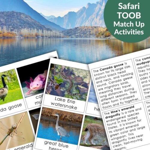 The Great Lakes: Safari TOOB Compatible 3 Part Cards & Facts set features animal-themed cards with photos and descriptions, displayed on a flat surface with a lake and mountains backdrop. Pair with Safari TOOB figures for added educational fun. Montessori Nature Printables
