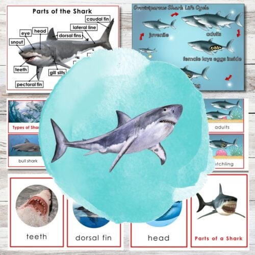 The "Parts of Great White Shark Life Cycle Types Nomenclature 3 Part Cards Facts" set features educational diagrams, exploring shark anatomy, life cycle, types of sharks, and labeled parts like teeth, dorsal fin, and head. Montessori Nature