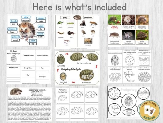 The "Parts of Hedgehog Life Cycle Types Nomenclature 3 Part Cards Facts" set offers educational worksheets with life cycle charts, nomenclature cards, facts, diagrams, and coloring pages in a convenient grid layout. Montessori Nature Printables