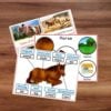 Parts of a Horse Life Cycle Activities - Montessori Nature