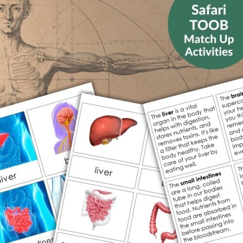 Human Organs: Safari TOOB Compatible 3 Part Cards & Facts