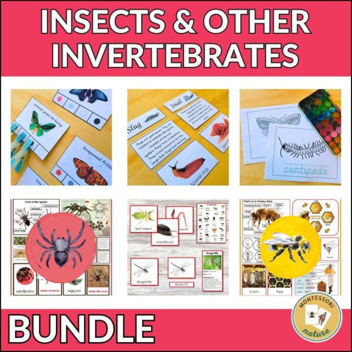 The Insects and Invertebrates Preschool Kindergarten Activities set includes flashcards, diagrams, illustrations, and labeled photos—ideal educational materials for preschool activities. Montessori Nature Printables
