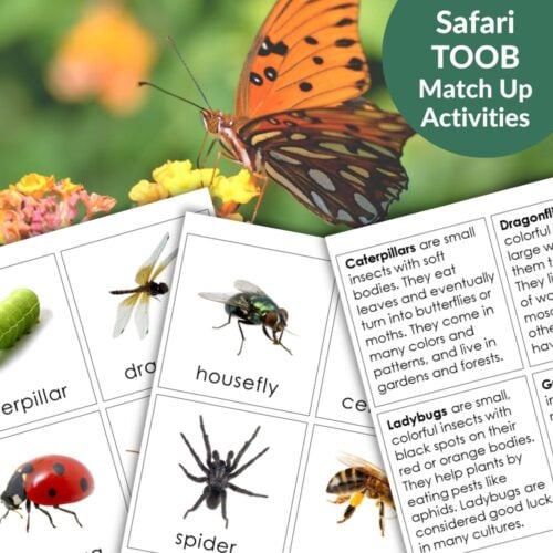 Invertebrates: Safari TOOB Compatible 3 Part Cards & Facts