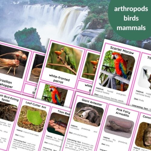 45 Animals Of South America: 3 Part Cards & Facts