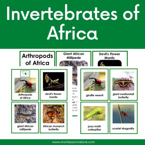 The Invertebrates of Africa Montessori Nature Free Printable is an educational chart featuring images and names of African invertebrates like mantis, millipede, weevil, butterfly, caterpillar, and dragonfly.