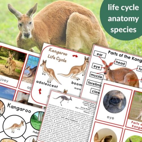 The "Kangaroo Life Cycle Parts of a Kangaroo Activities" set features kangaroo anatomy diagrams, labeled parts, life cycle charts, and photos of kangaroos at different stages on a themed background to illustrate the complete life cycle. Montessori Nature Printables