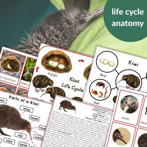 Kiwi Bird Life Cycle Parts of a Kiwi Activities offers engaging worksheets on the kiwi bird’s life cycle, anatomy, diet, and labeled body parts. Montessori Nature Printables