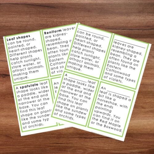Leaf Shapes 3 Part Cards Information Worksheets - Montessori Nature