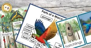 A set of posters showcasing various parrots and birds.