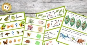 Math hands on activities nature themed montessori printable kindergarten preschool fun egnaging